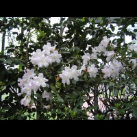 Rhododendron Ciliicalyx Franch (fam. Ericacees)(Chine (Yunnan))(03)